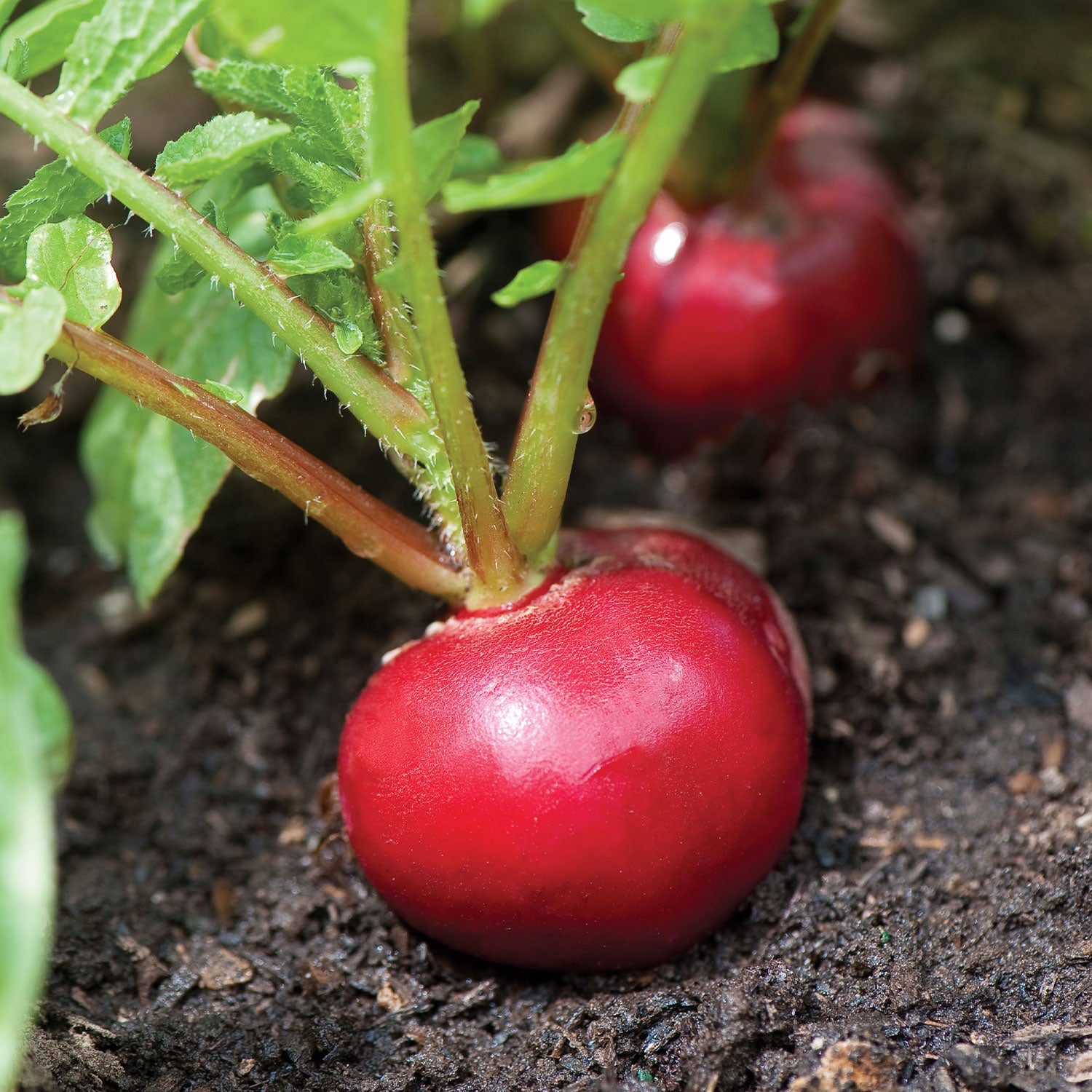 Cherry Belle Radish