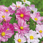 Rosetta Cosmos