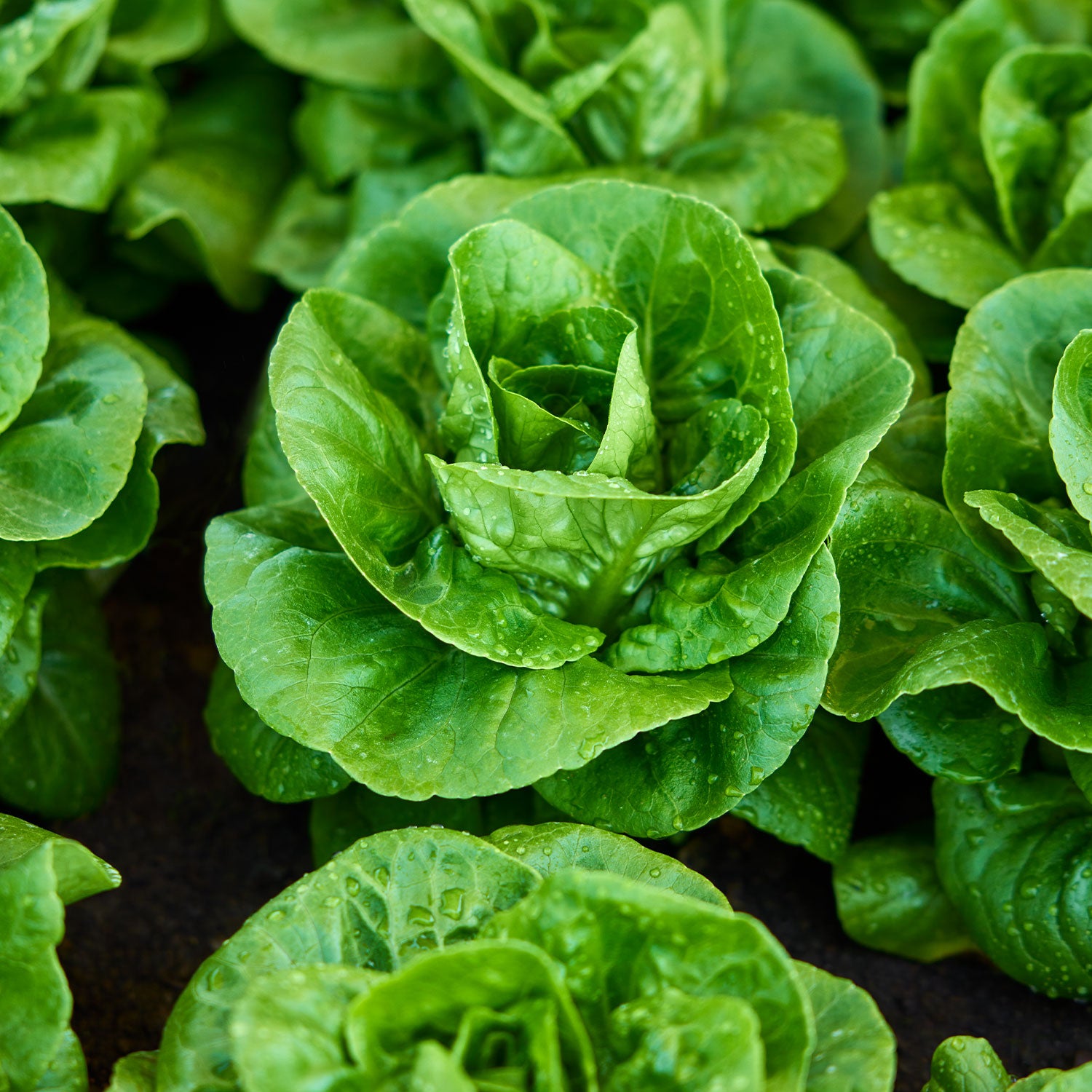Little Gem Lettuce