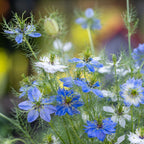 Miss Jekyll Mixed Colors Nigella