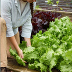 Iceberg A Lettuce