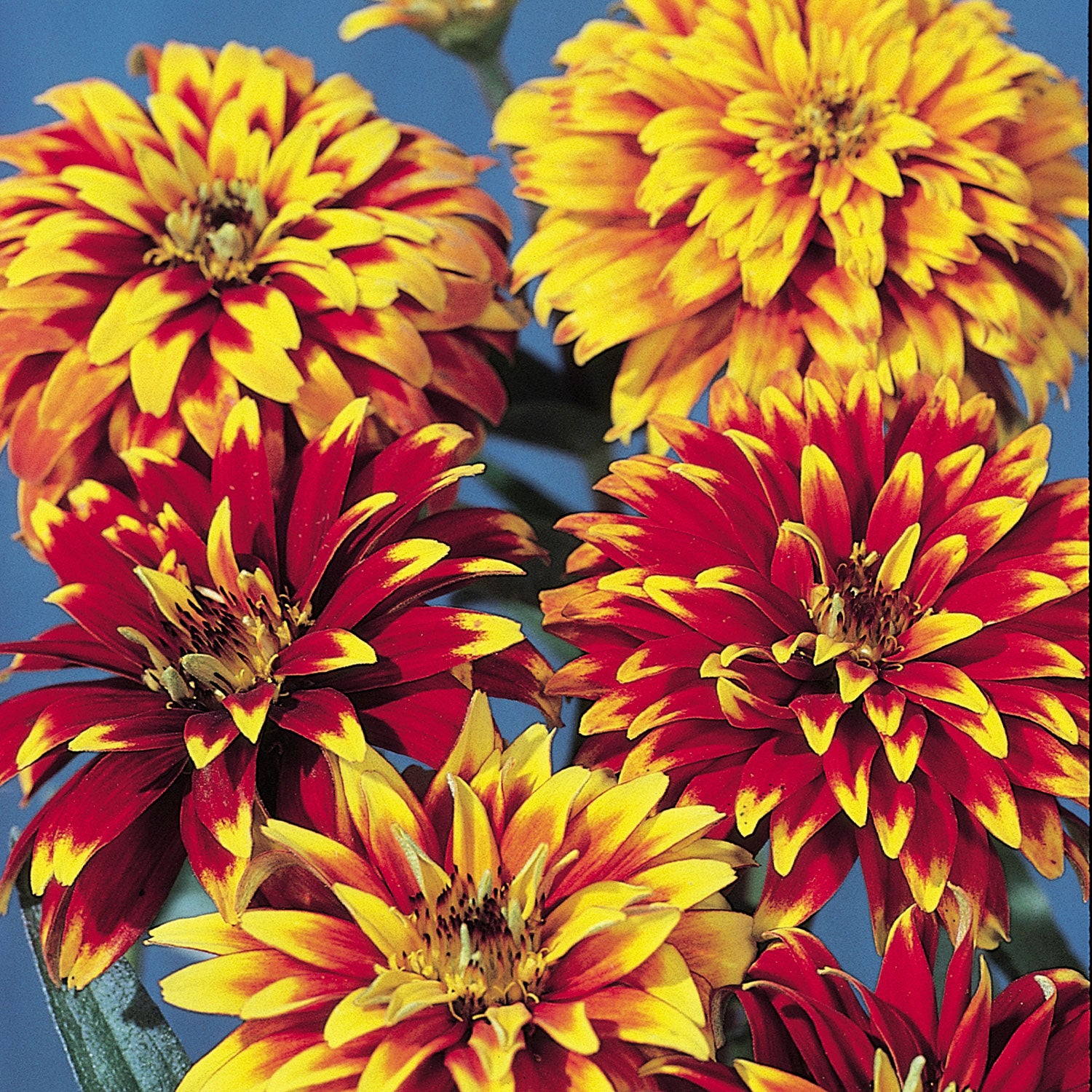 Old Mexico Zinnia