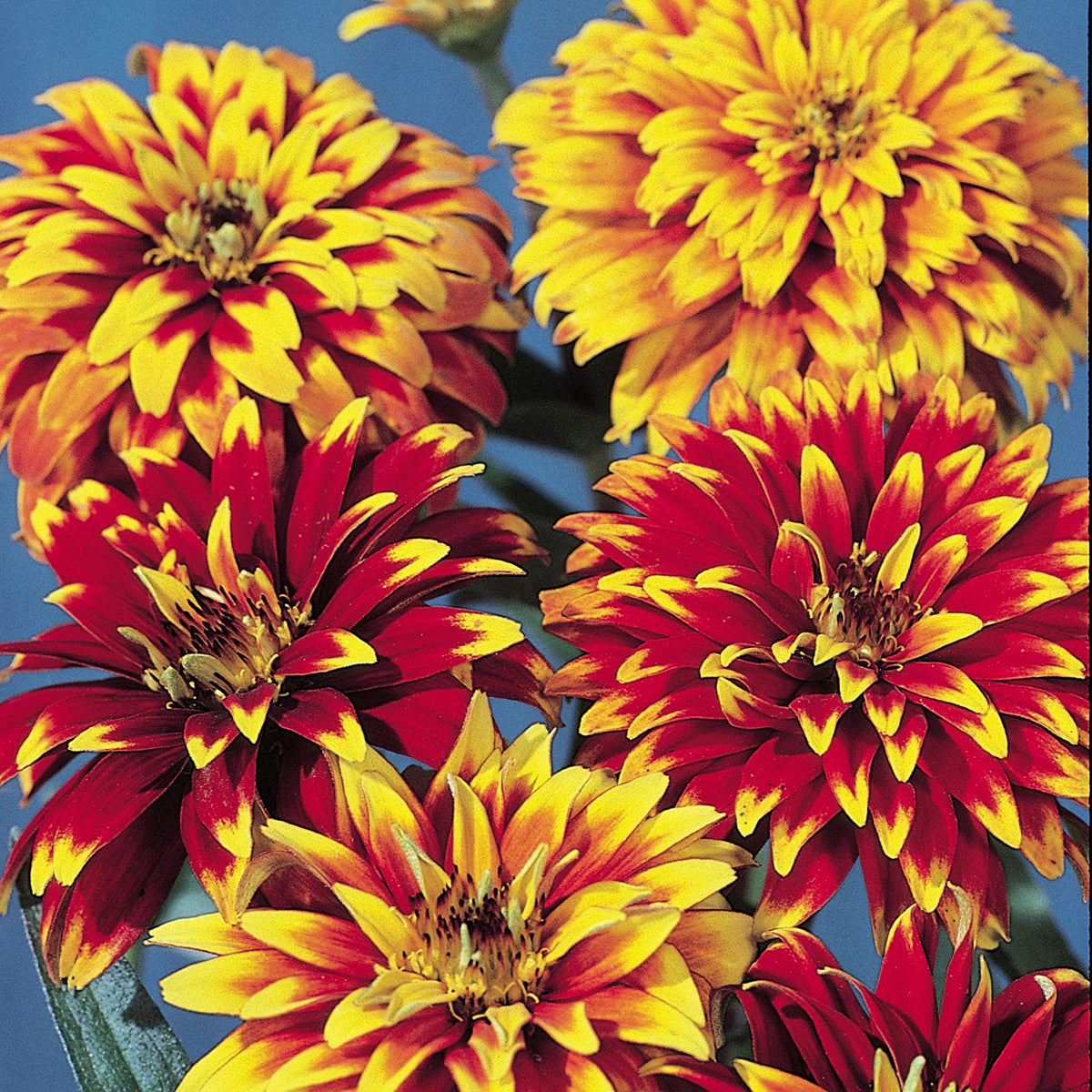 Old Mexico Zinnia