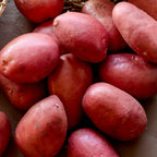 Red Luna Potato Tubers