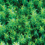 Winter Savory
