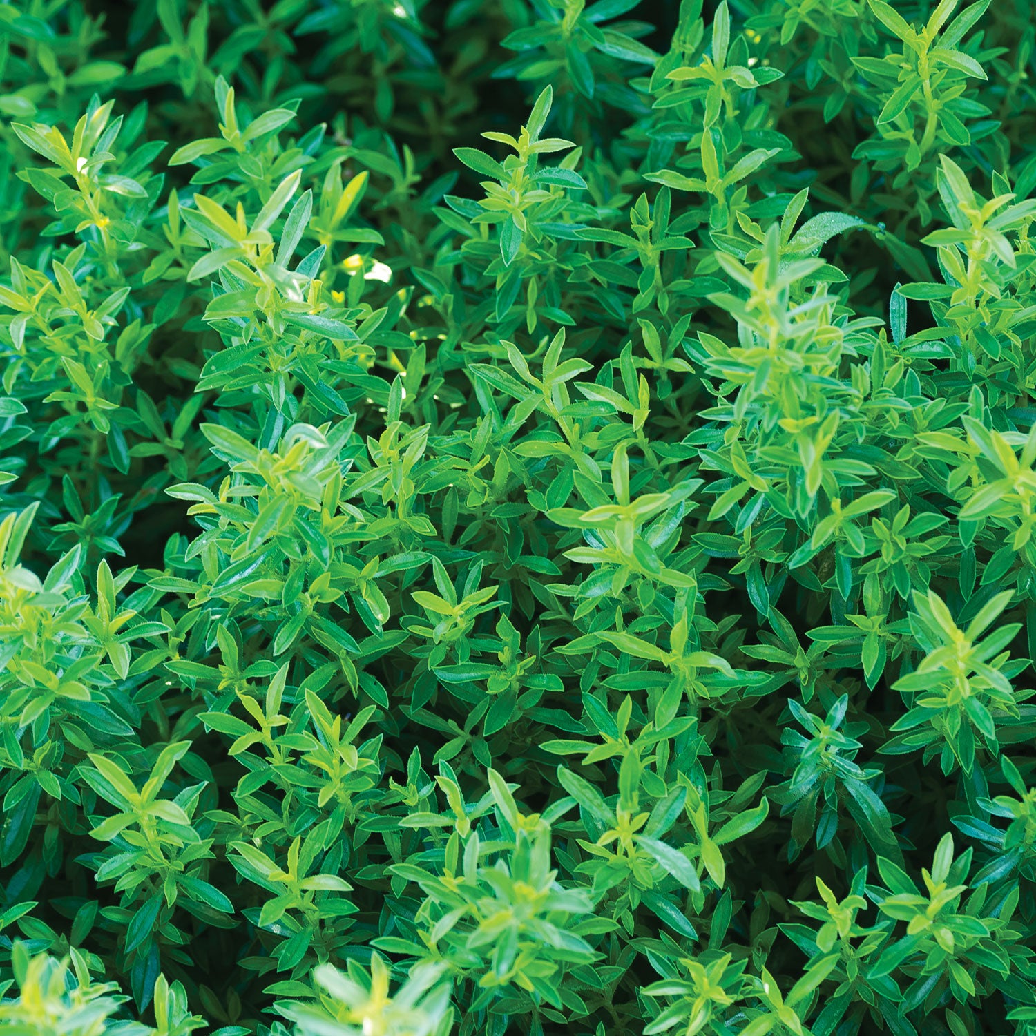 Winter Savory