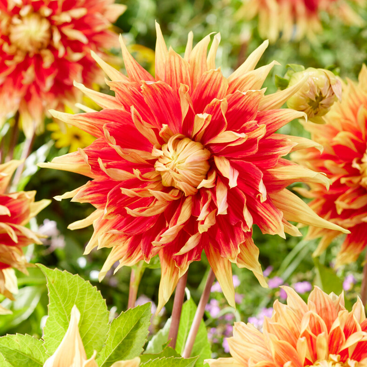 Autumn Sunburst Dahlia Tubers