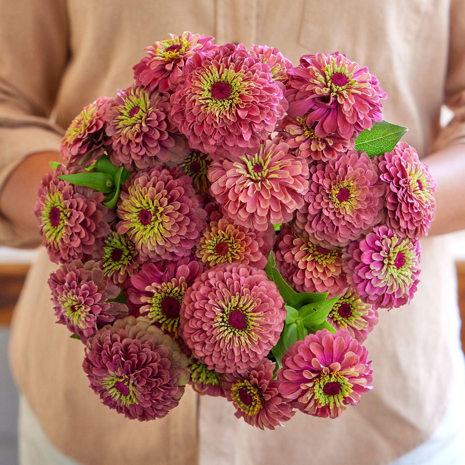 Queeny Red Lime Zinnia