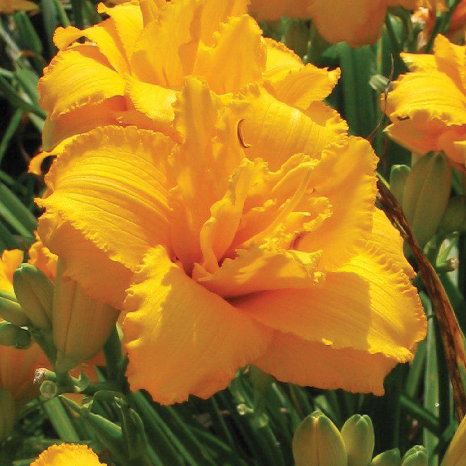 Condilla Daylily Bare Roots