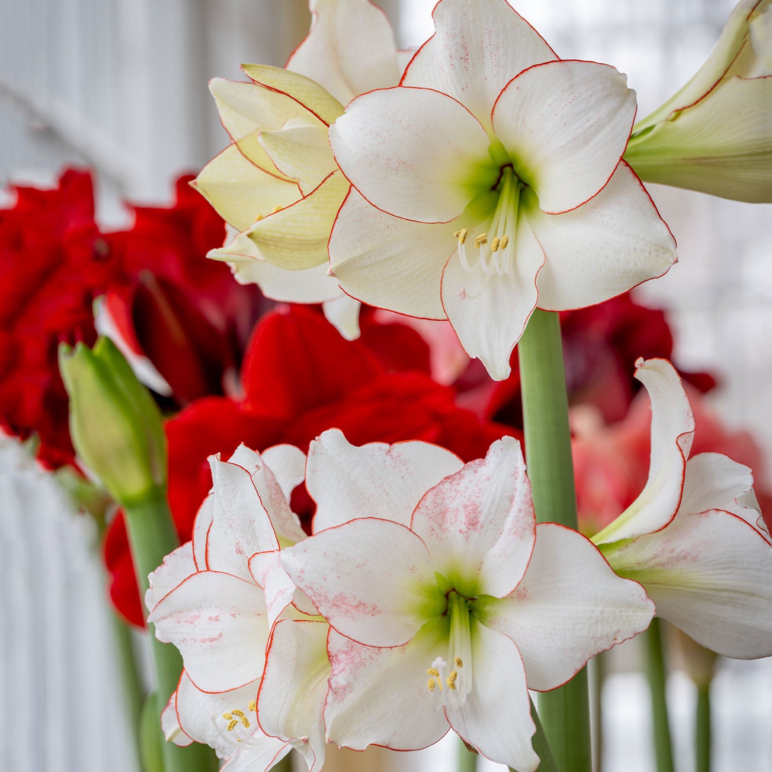 Picotee Amaryllis Bulb