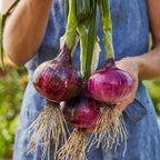 Red Candy Onion
