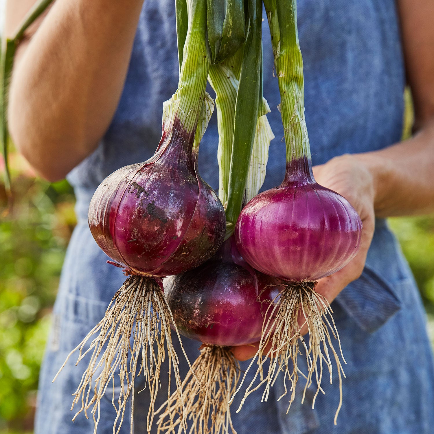 Red Candy Onion