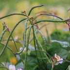 California Blackeye No.5 Cowpea