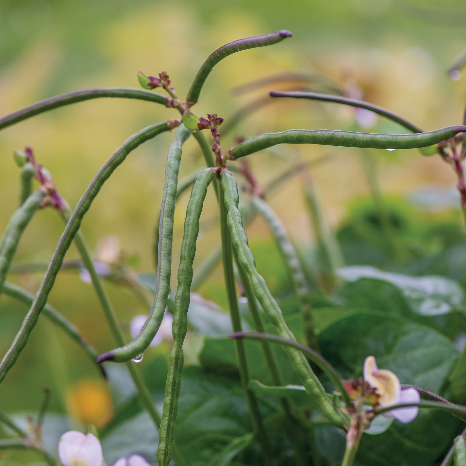 California Blackeye No.5 Cowpea
