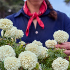 Star-Spangled Marigold