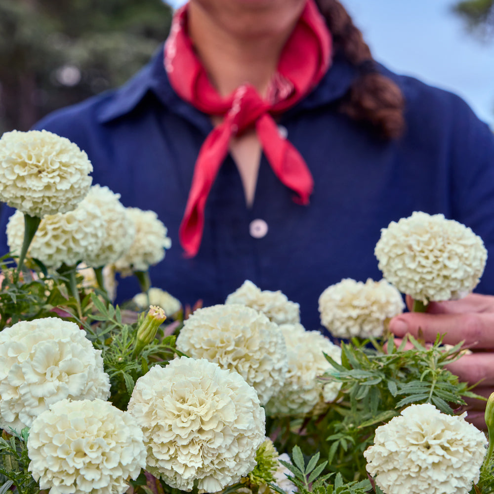 Star-Spangled Marigold