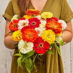 Burpee's Big Tetra Mix Zinnia