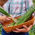 White Lisbon Bunching Onion