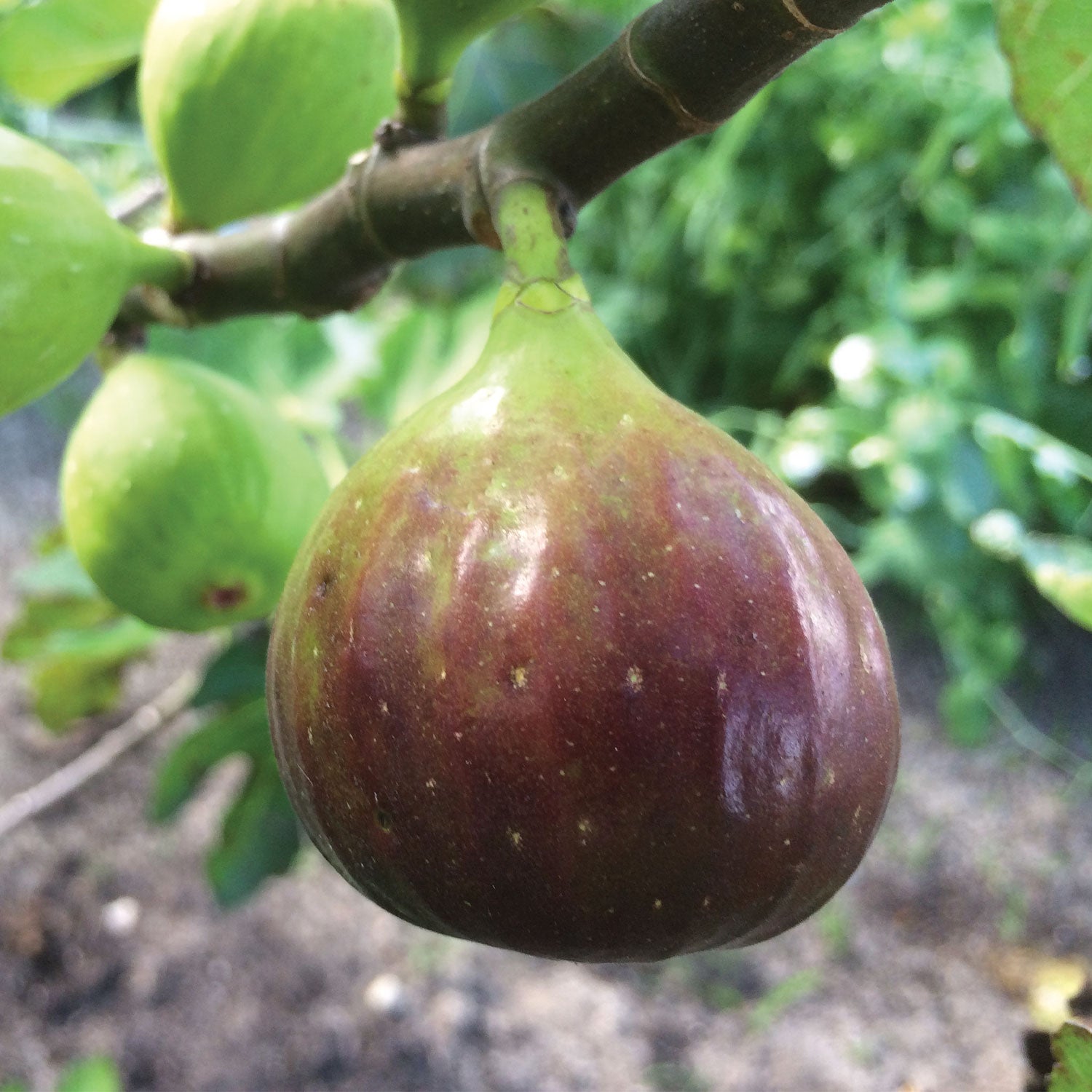 Ever-bearing Texas Fig