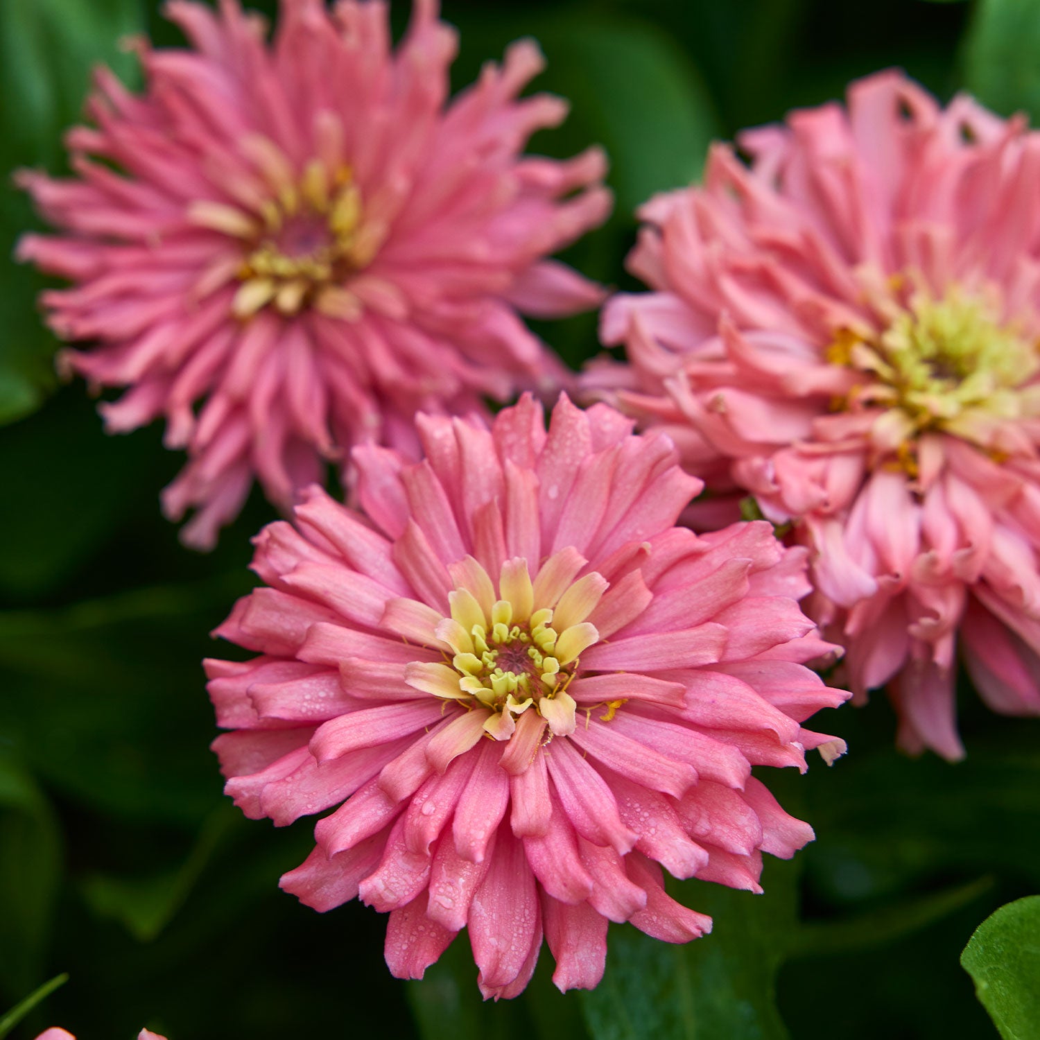 Senora Zinnia