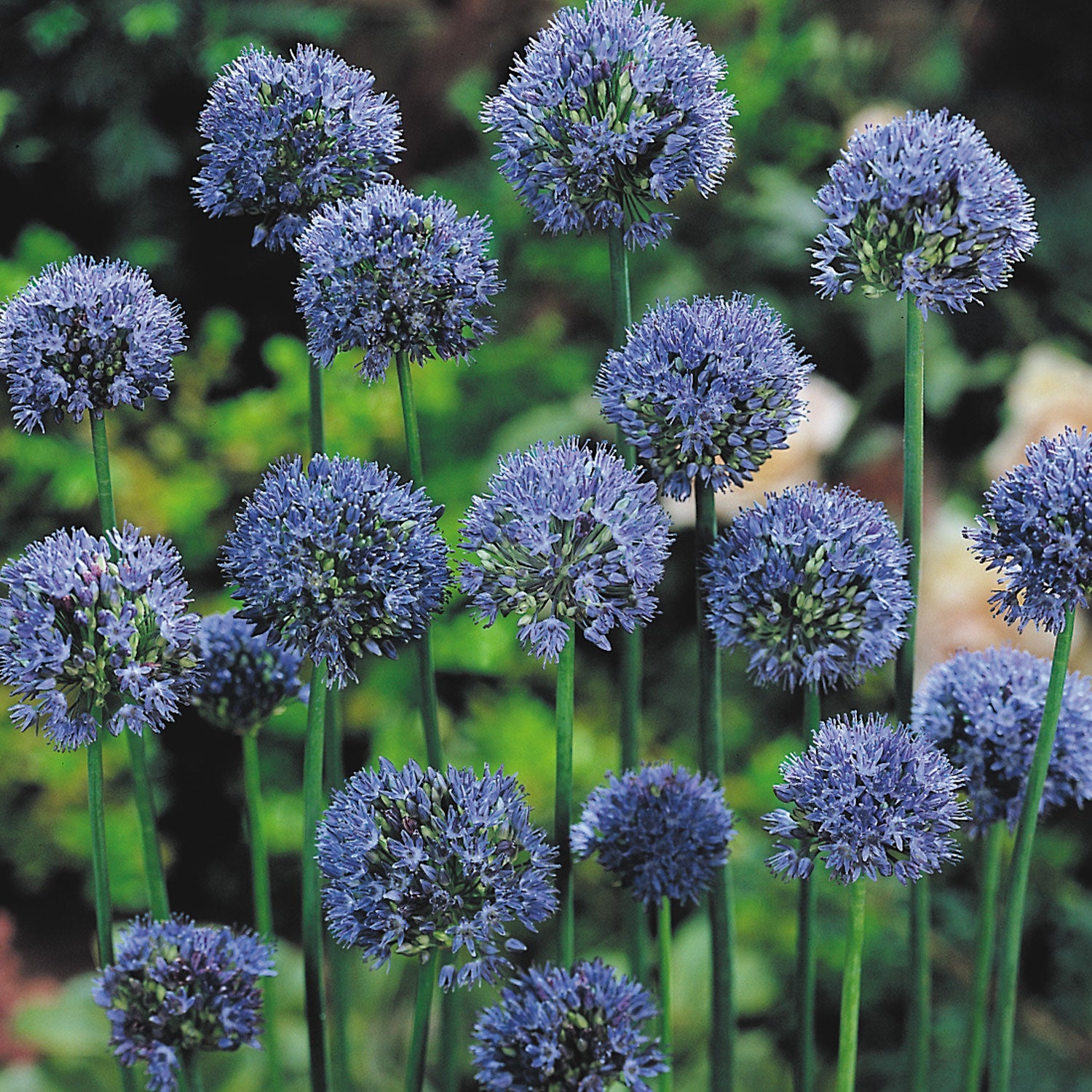 Allium Caeruleum Bulbs