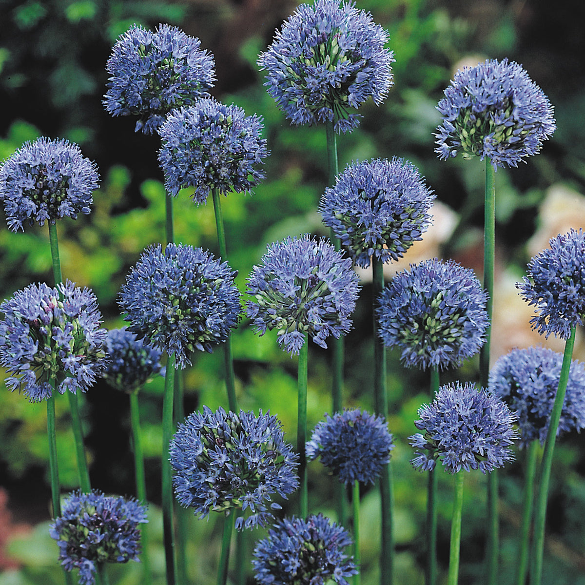 Allium Caeruleum Bulbs