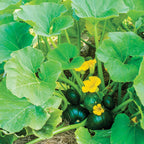 Cupcake Summer Squash