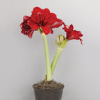 Double Dragon Amaryllis Bulb