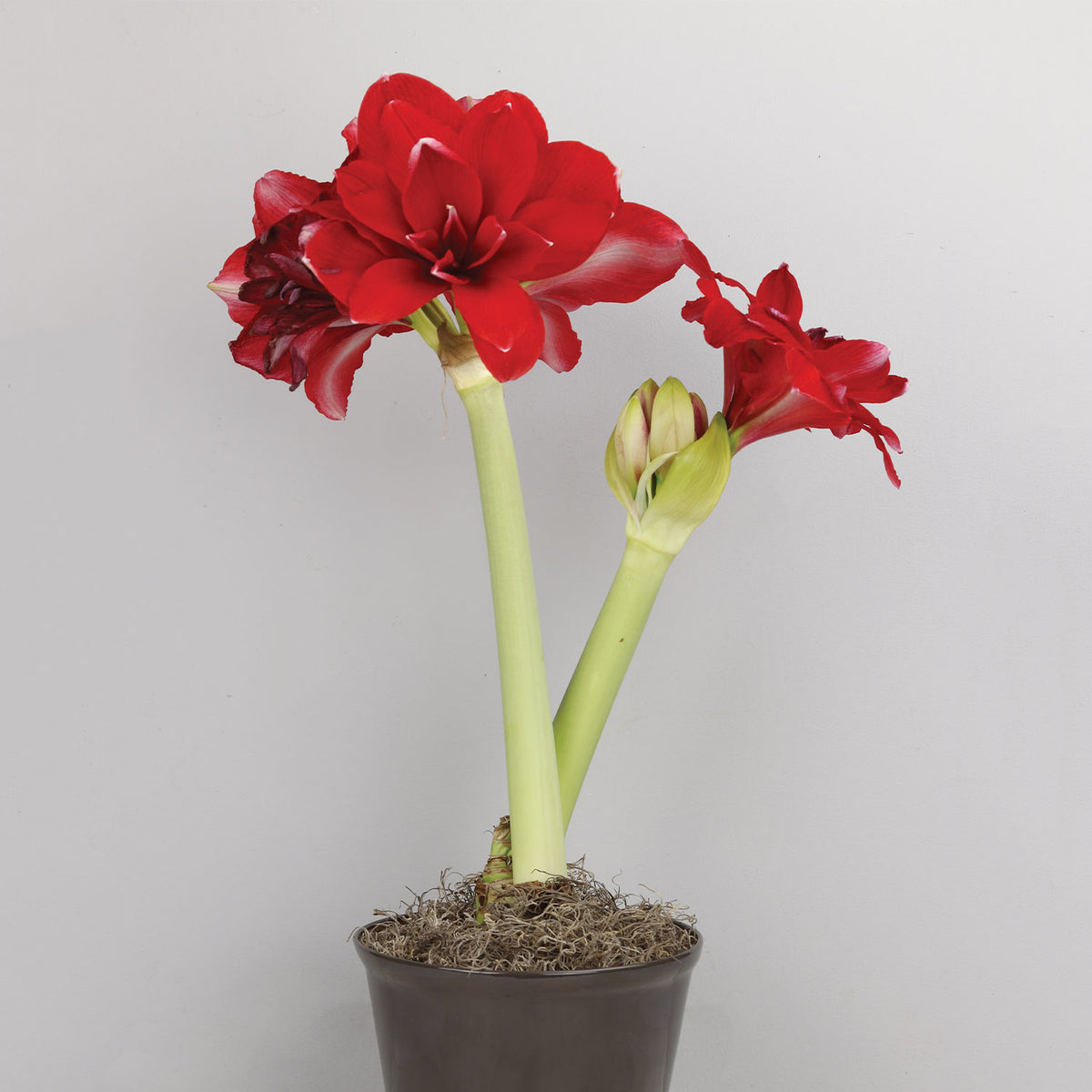Double Dragon Amaryllis Bulb