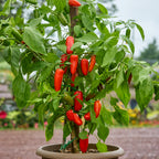 Red Pop Sweet Pepper