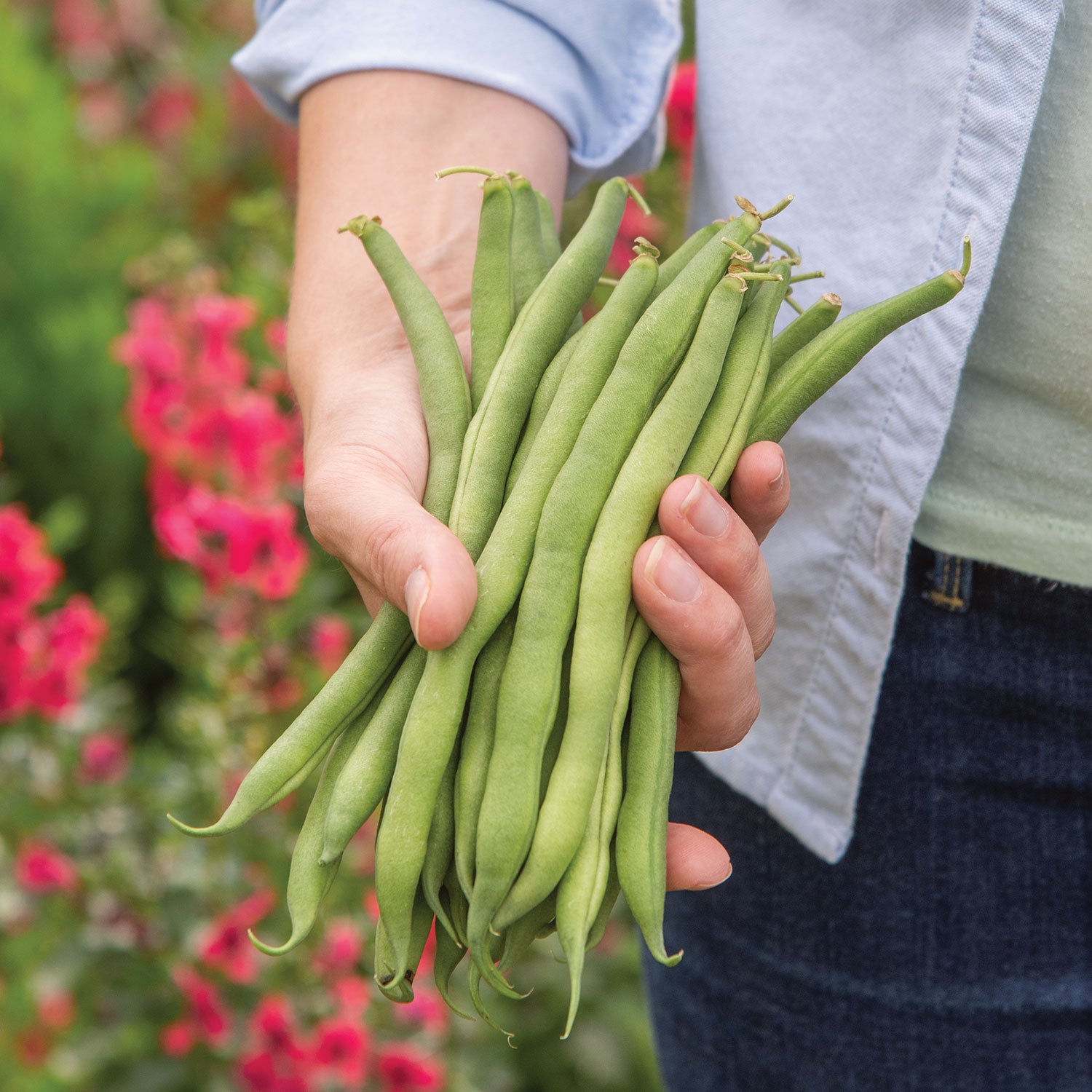 Big Kahuna Bush Bean