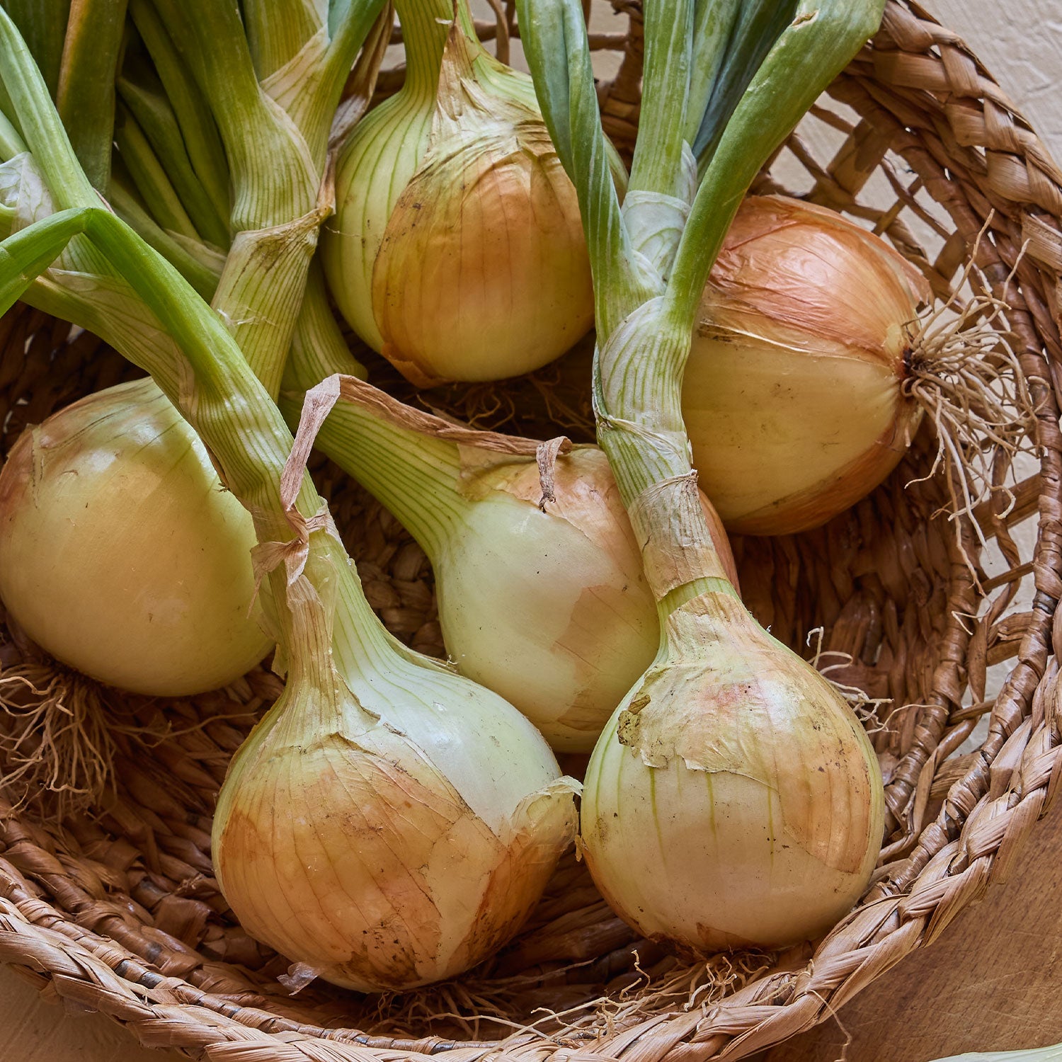 Candy Hybrid Onion