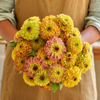 Queeny Lemon Peach Zinnia