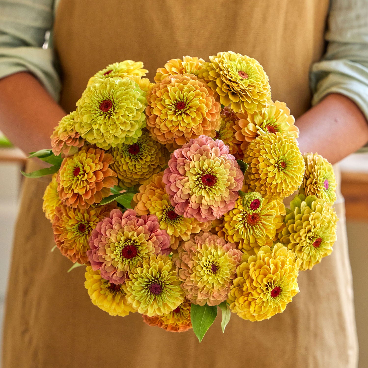 Queeny Lemon Peach Zinnia