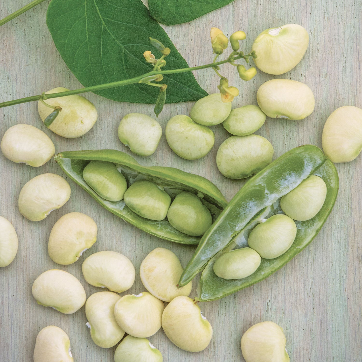 Lima Fordhook 242 Bush Bean