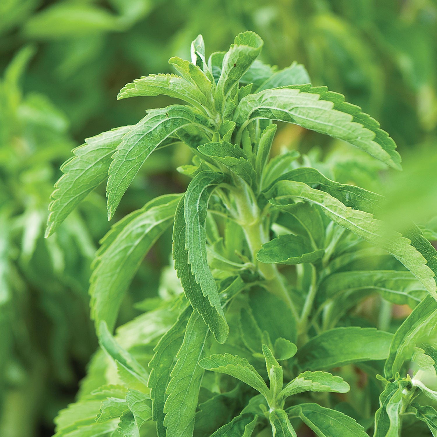 Sweet Leaf Stevia