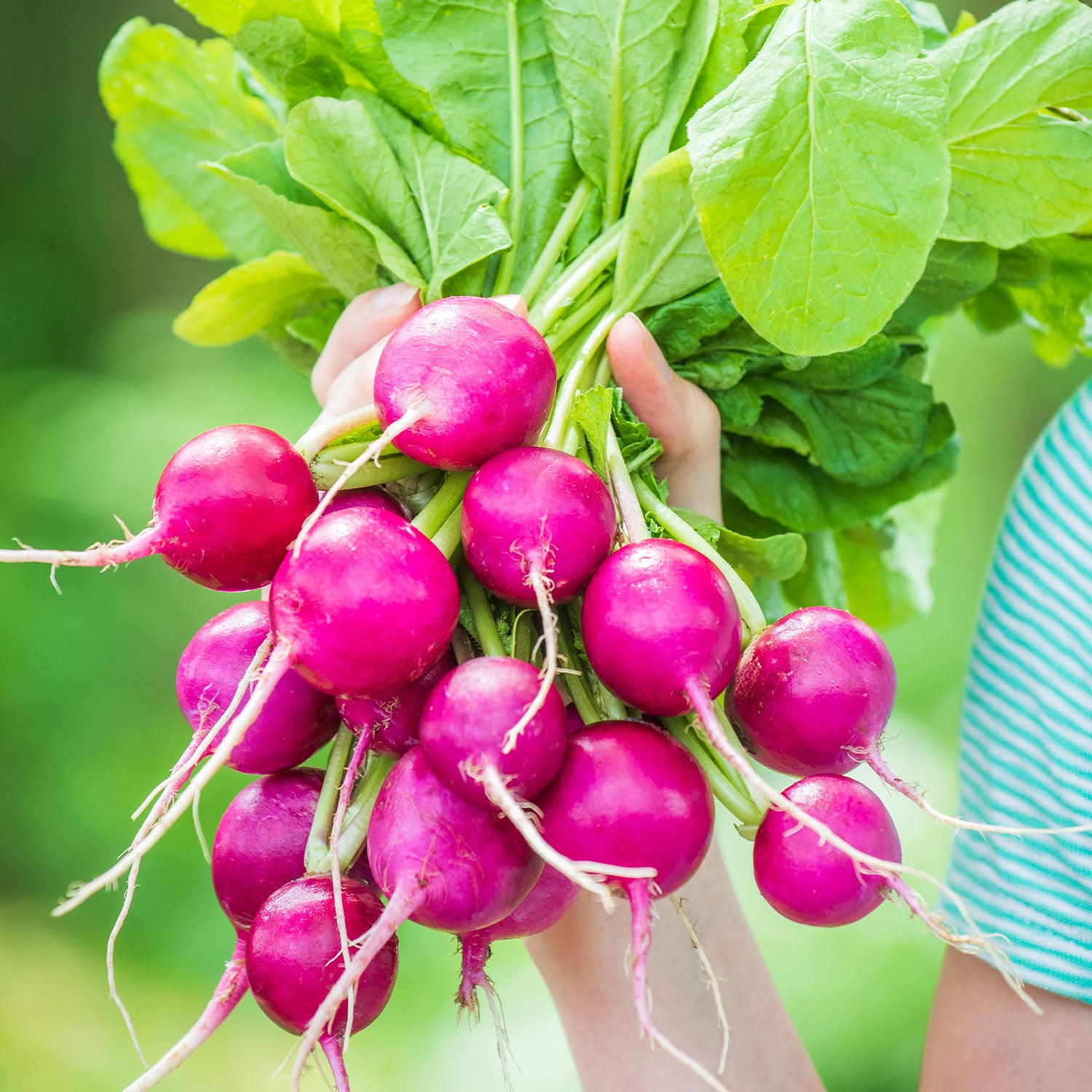 Royal Purple Radish
