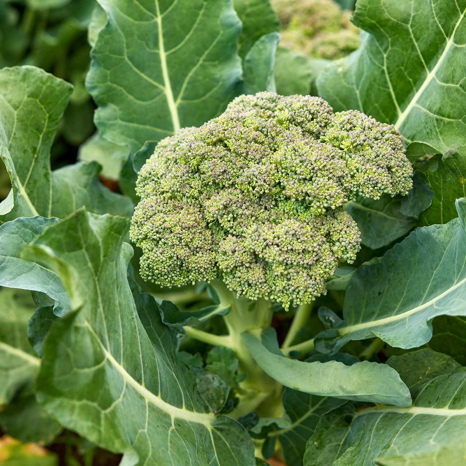 Gypsy Broccoli