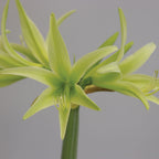 Evergreen Cybister Amaryllis Bulb