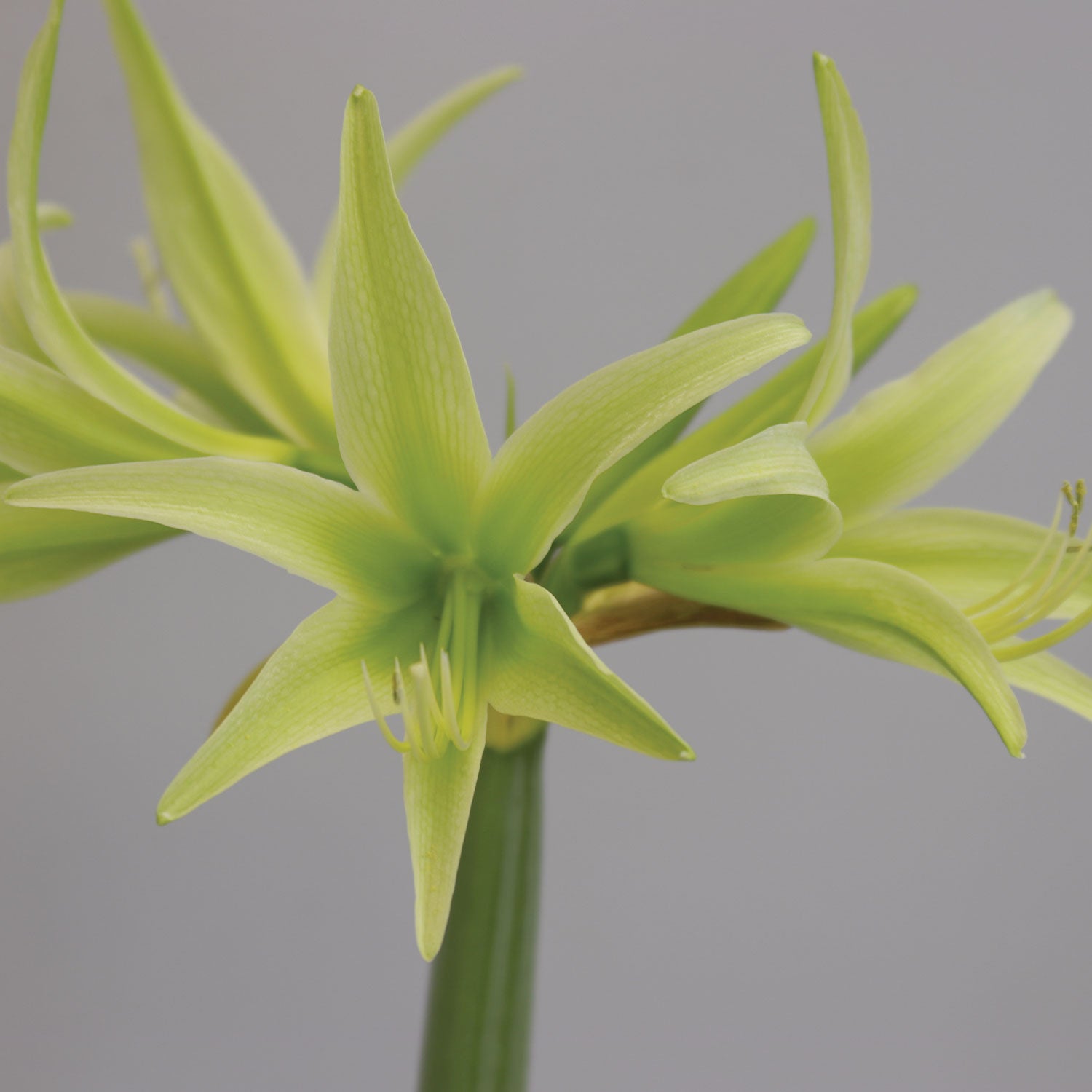 Evergreen Cybister Amaryllis Bulb