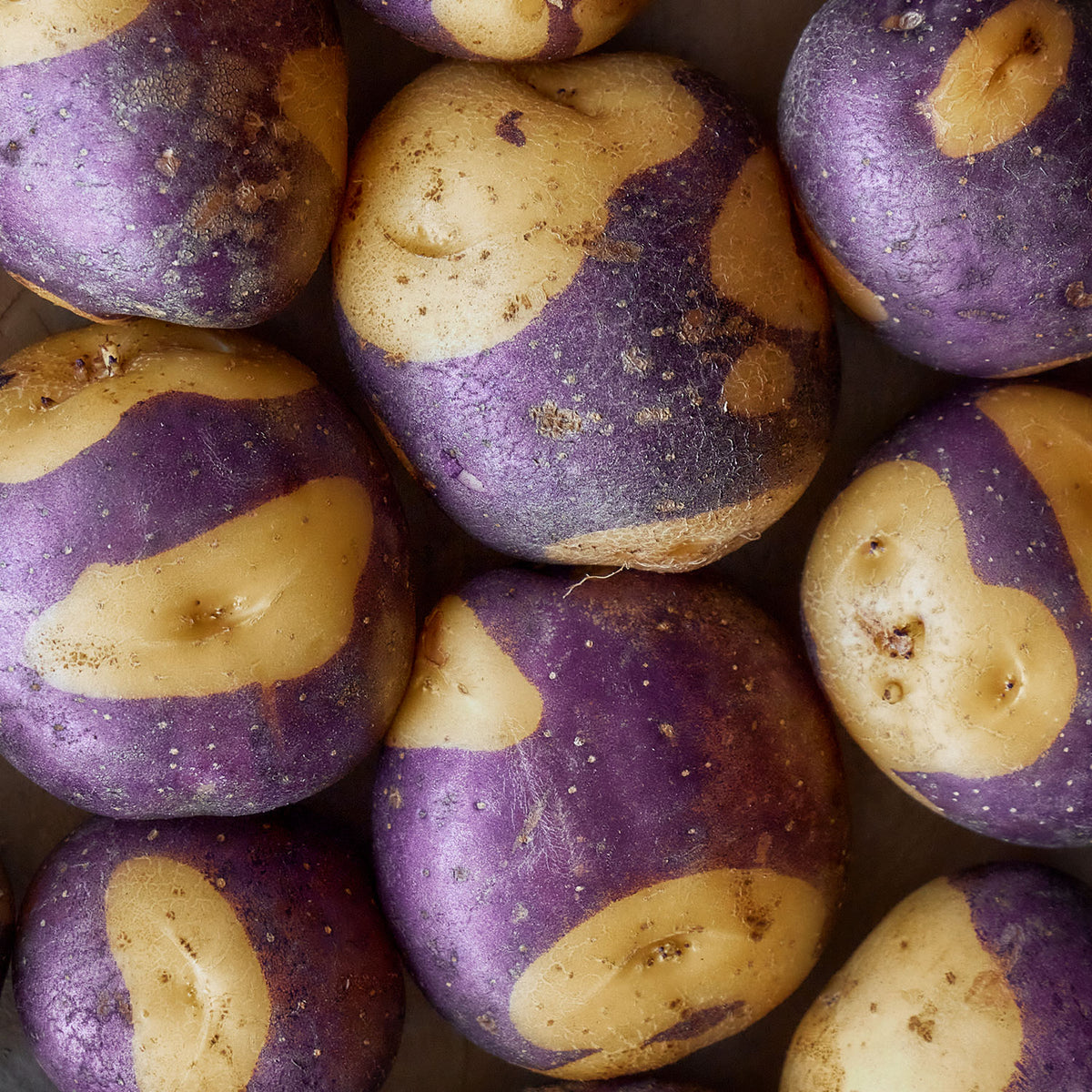 Masquerade Potato Tubers