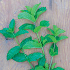 Mojito Mint