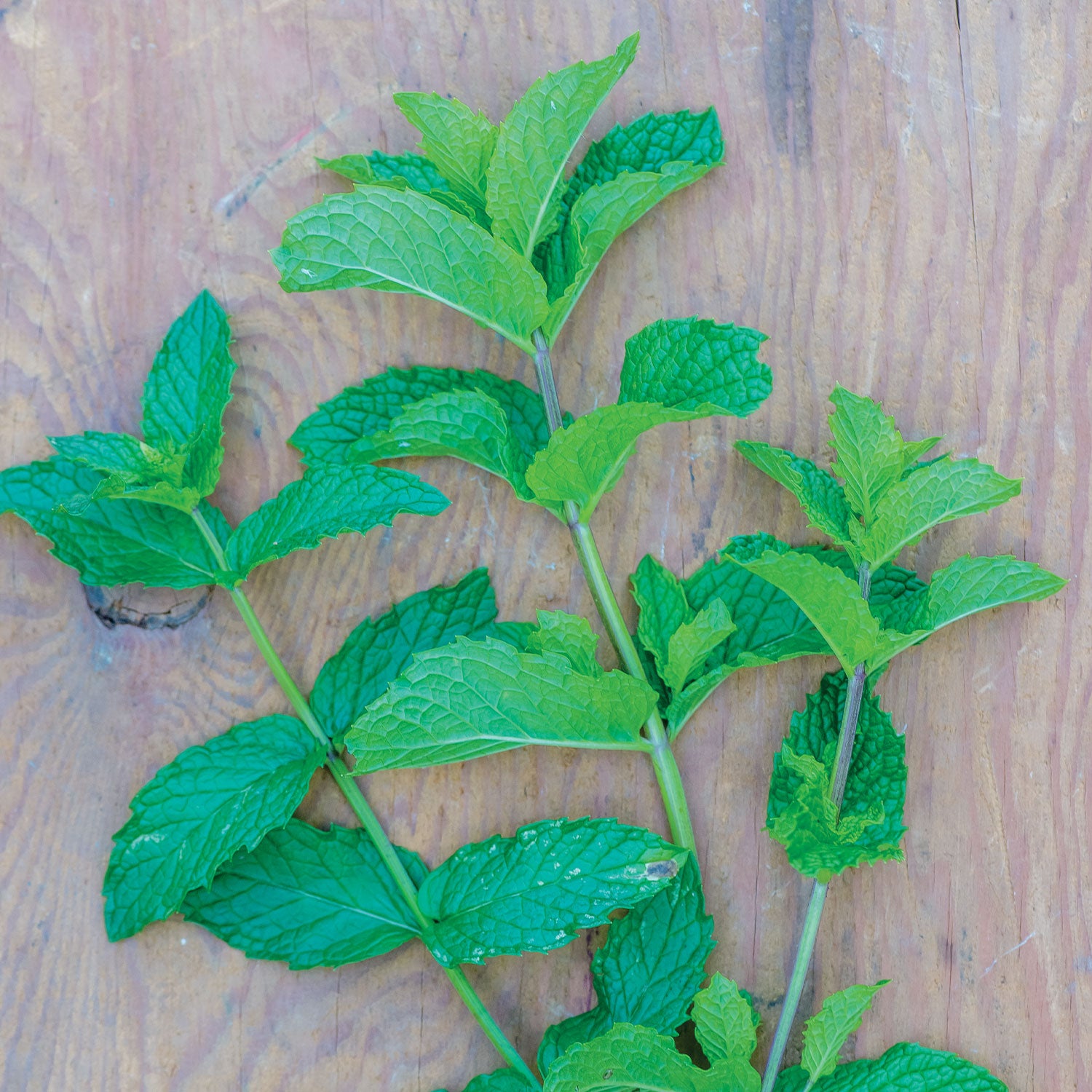 Mojito Mint