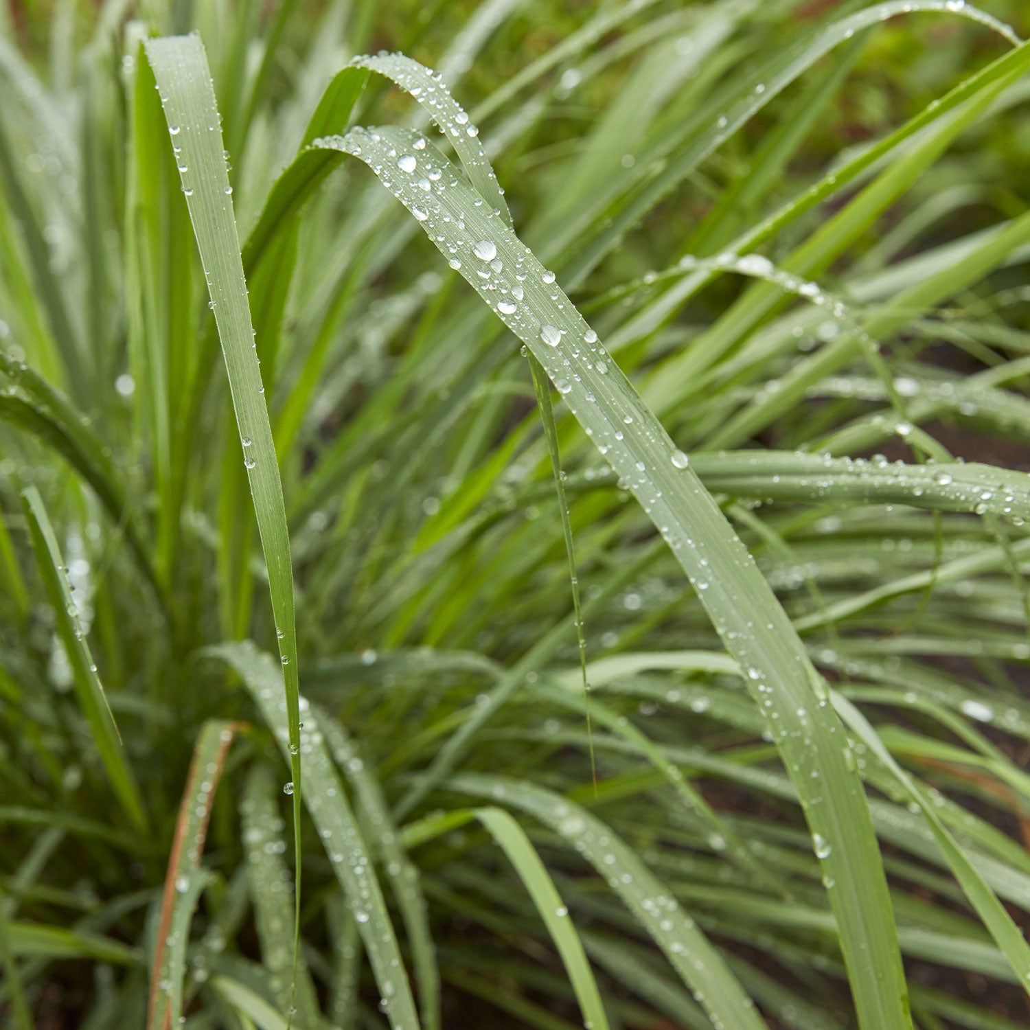 Lemongrass Herb
