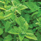 Mandarina Lemon Balm