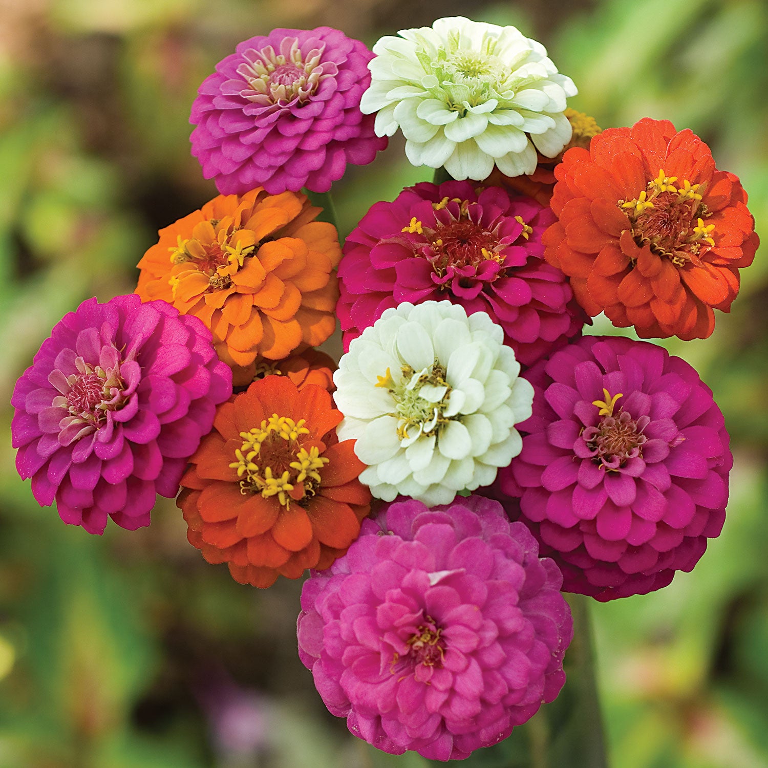 Cut & Come Again Mixed Colors Zinnia