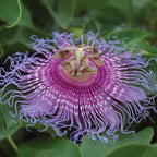 Maypops Passionflower