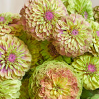 Queeny Lime with Blush Zinnia