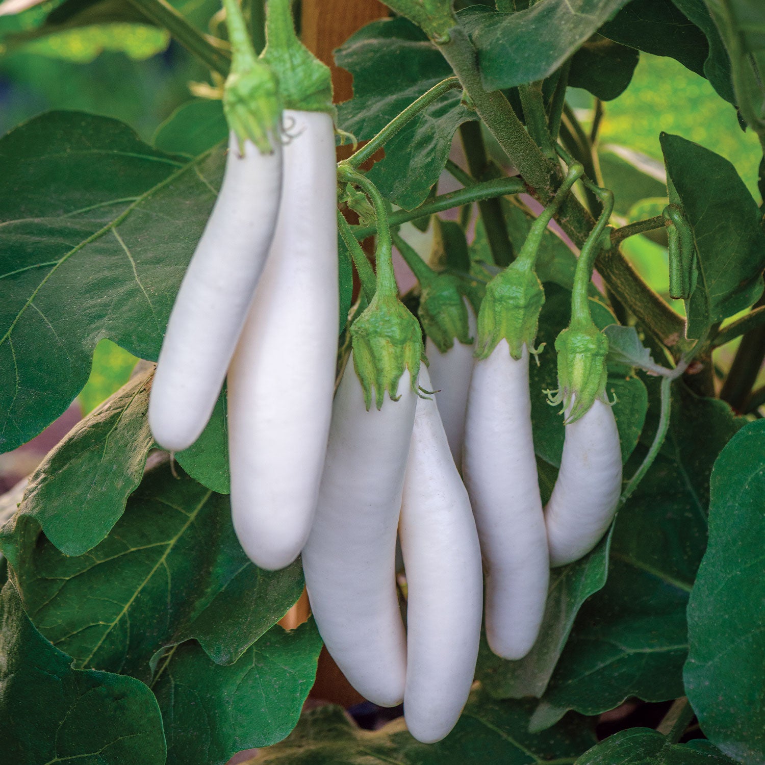 White Knight Eggplant