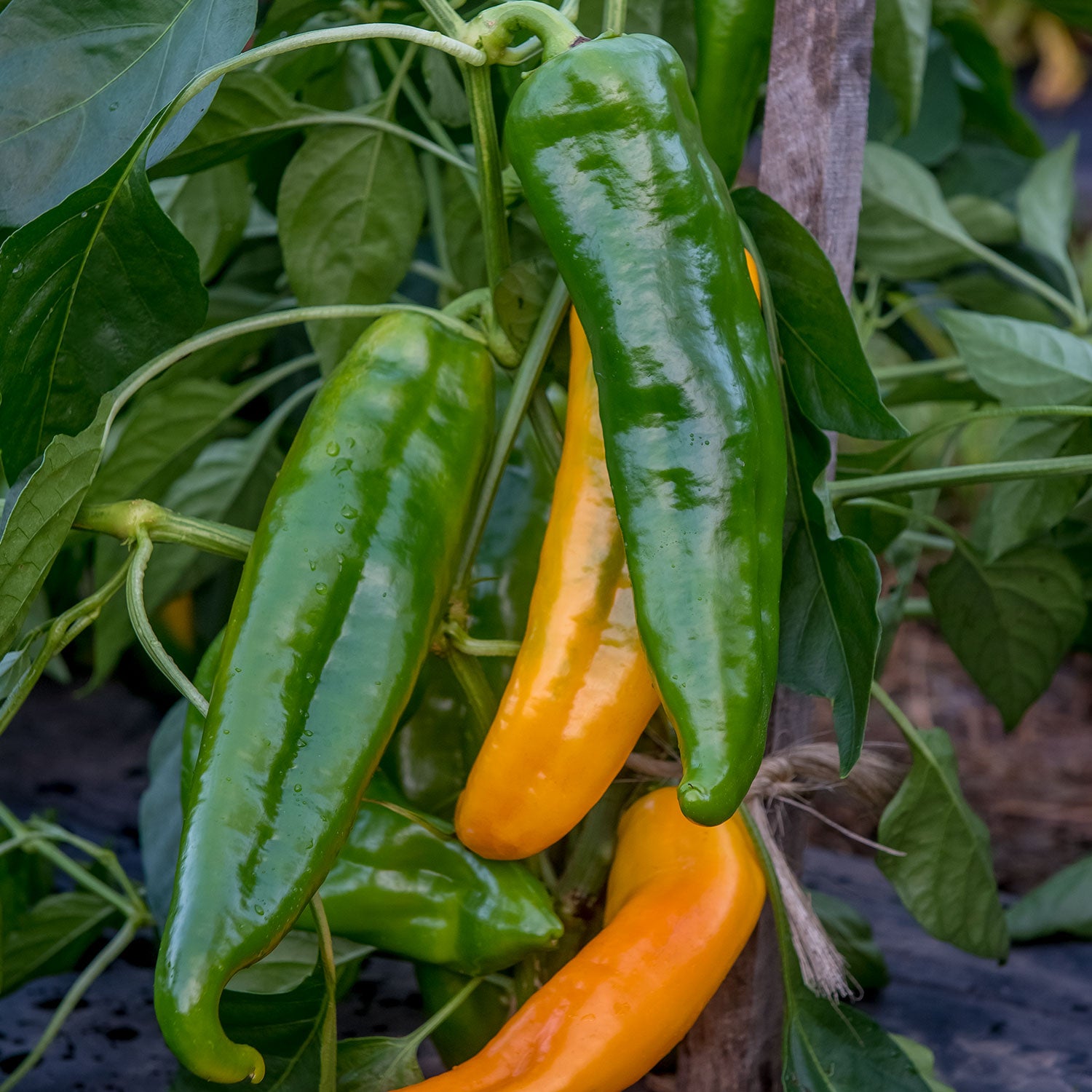 Mama Mia Giallo Sweet Pepper